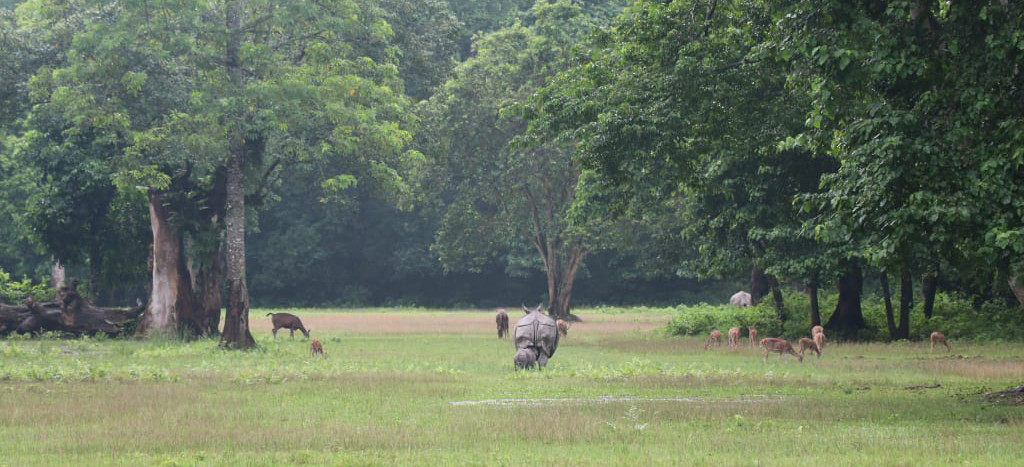 https://www.setopati.com/uploads/shares/2020/sujita/gaidda/gaida bachha (1).jpg